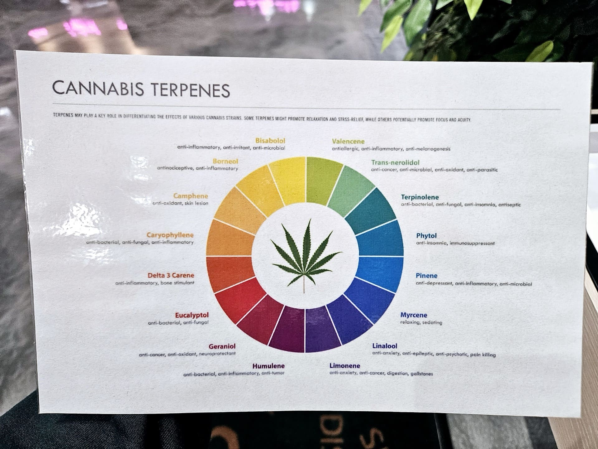 Cannabis Terpenes