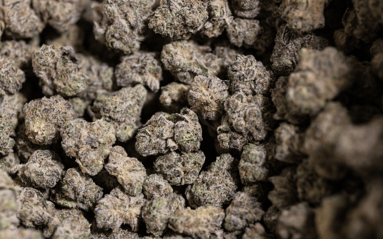 Warheadz Flower at Ivy Hall Dispensary 