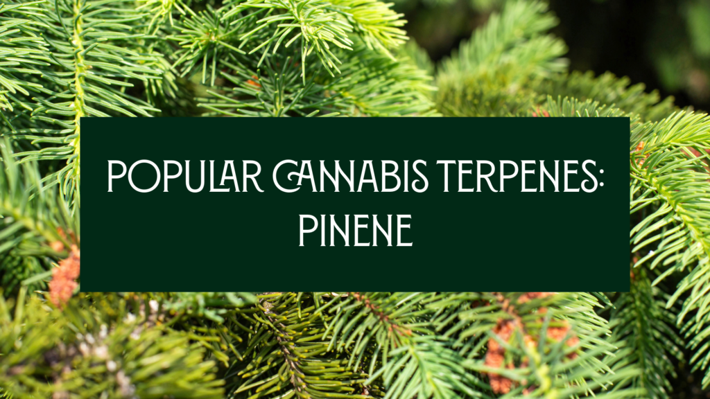 About Cannabis Terpene Pinene