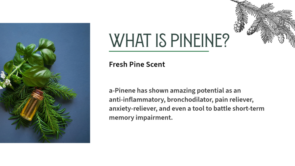 What is Pinene Terpene