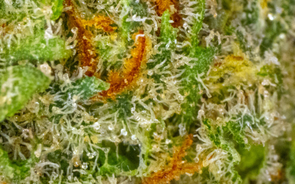 Jack Herer Strain Appearance