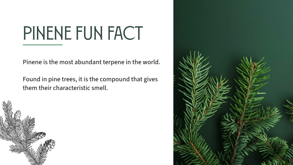 Pinene Fun Fact