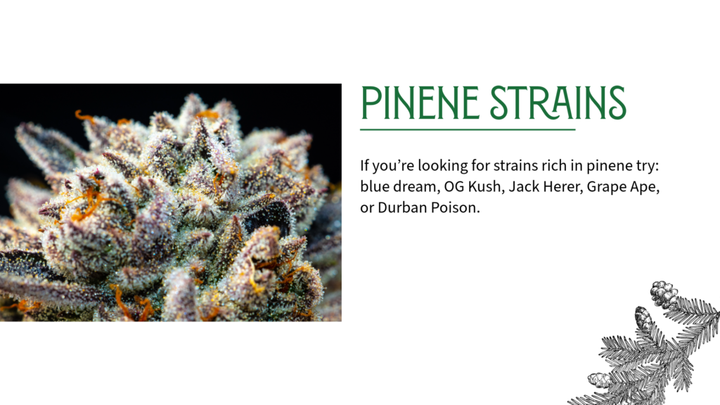 Pinene Strains