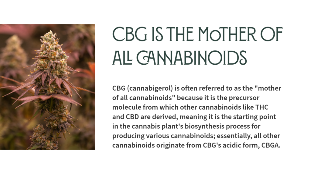 CBG Is the Mother of All Cannabinoids