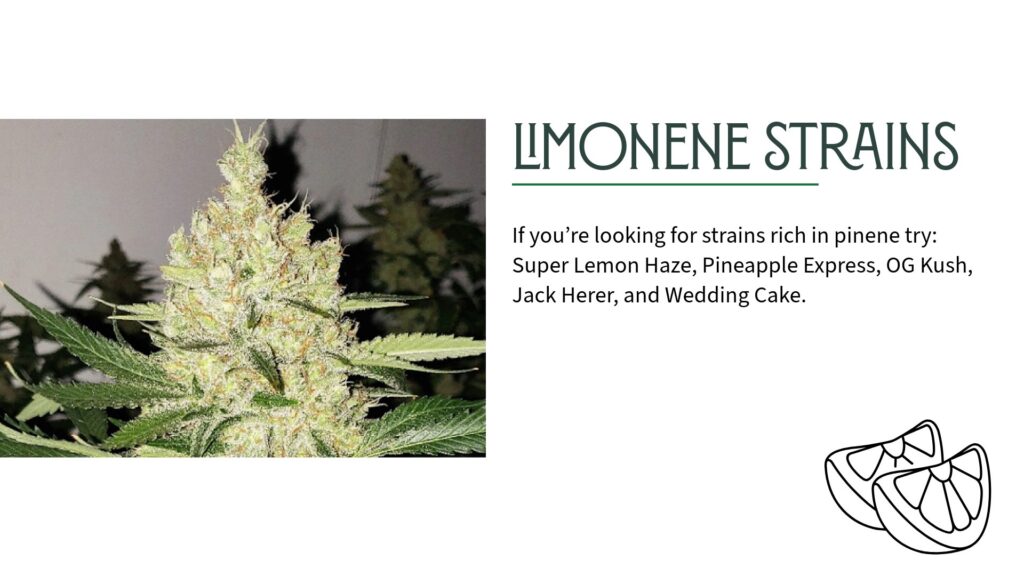 Cannabis Strains with the Limonene Terpene