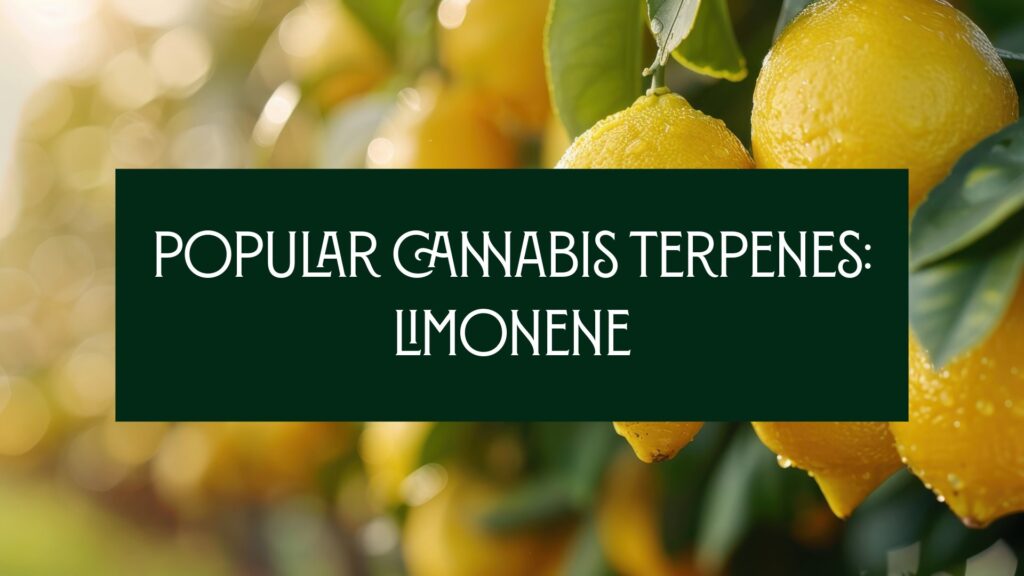 Limonene Cannabis Terpene