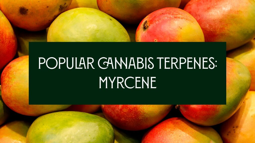Myrcene Terpene
